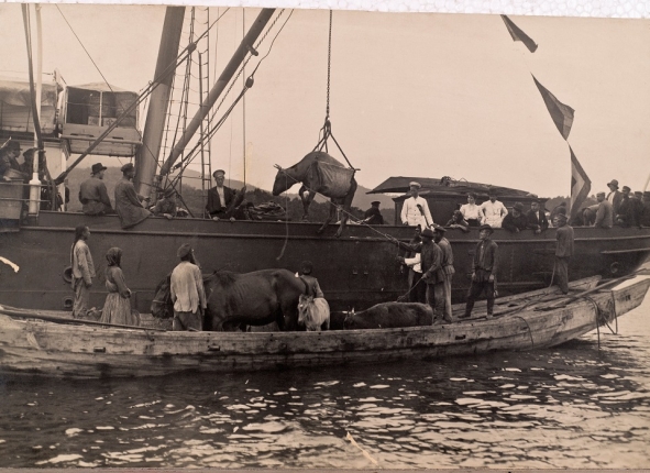 Выгрузка скота переселенцами с парохода. Приморская область, 1900 год